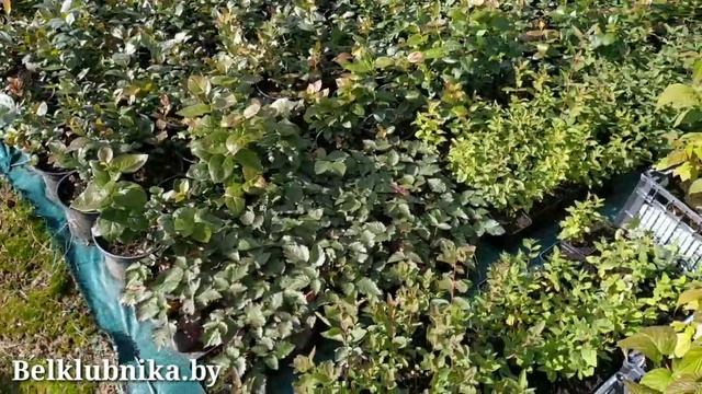 Саженцы голубики. Отправка и упаковка. Belklubnika.by.mp4 смотреть онлайн