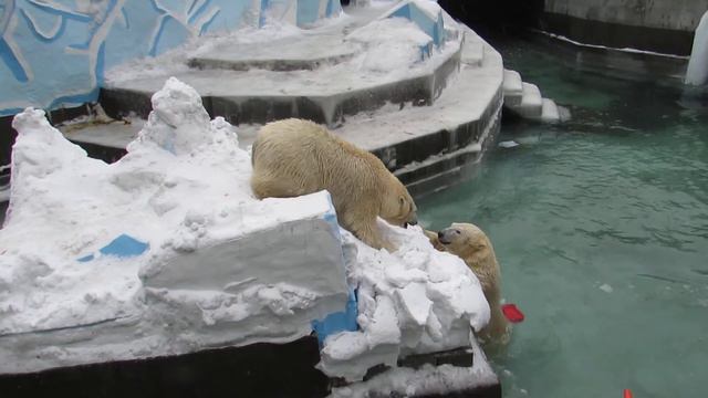 Герда залезла на айсберг! 21.03.18 смотреть онлайн