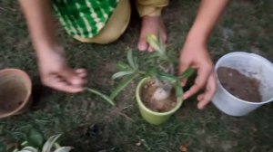 Adenium Plant / Desert Rose Growing, Planting /Centre Table Decoration idea / Indian Living Room 🍃