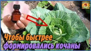 Никогда бы не поверила, но подкормила этим капусту и вырастила крупные кочаны Секрет хорошего урожая
