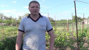 Молодые кусты винограда плохо пошли в рост. Работа над ошибками. Часть 2