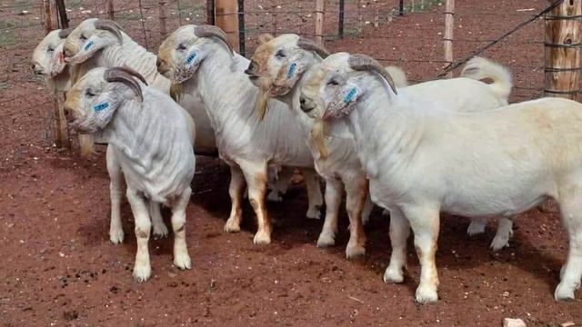 Why raise Savanna goats? FIND OUT NOW! смотреть онлайн