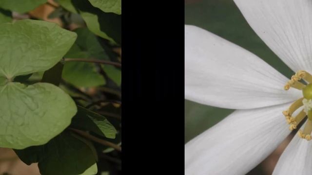 ДЖЕФФЕРСОНИЯ (JEFFERSONIA) сем. Подофилловые смотреть онлайн