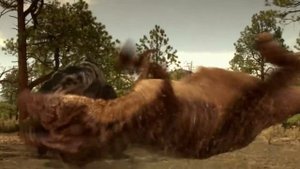 DINO FIGHT | T-REX VS NANOTYRANNUS | THE BEST OF DINOSAURS | DINOSAUR BATTLE | JURASSIC WORLD