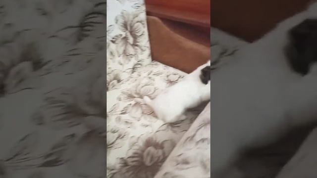 Чихуахуа длинношерстные мальчики.1 месяц и неделя.