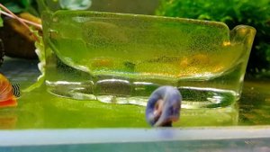 Улитка катушка голубая