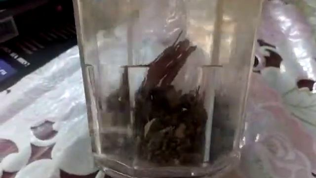 ? Крымские скорпионы. Большой скорпион съел маленького. смотреть онлайн