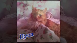 Кото~Клип Под песню: Киса Киса Мяу Мяу