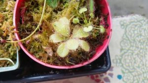 Three sisters of quensland: How to grow Drosera adalae, prolifera and schizandra