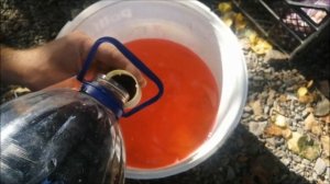 обработка чеснока перед посадкой