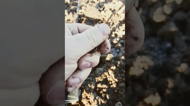 ВЫКОПАЛ ПЯТАК 1931 ГОДА,СНАЧАЛА ПОДУМАЛ ЧТО ТРЁШКУ))КОП, КОП С МЕТАЛЛОИСКАТЕЛЕМ, ПОИСК МОНЕТ.