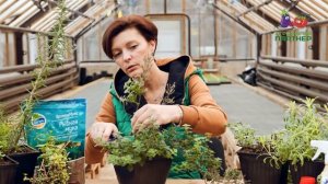 ПРЯНЫЕ ТРАВЫ В ОГОРОДЕ И ДОМА