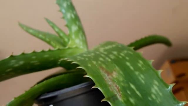 Болезнь алоэ вера... ЧТО ДЕЛАТЬ??? ПОМОГИТЕ!!! смотреть онлайн