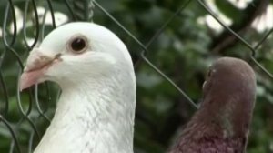 Природоведение 50. Голуби — Шишкина школа