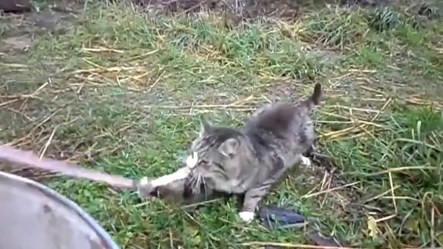 Кот vs кишки | Cat vs intestine смотреть онлайн