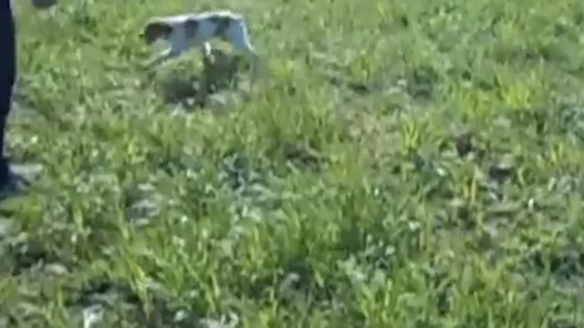 BRITTANY SPANIEL - Characteristics and Care смотреть онлайн