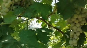 Виноград Богатяновский