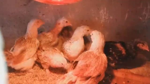 Поездка в гости:: ПОДАРОК:::: а также уборка в курятниках)) ПАВЛИН ВПЕРВЫЕ ШОООК:::: смотреть онлайн