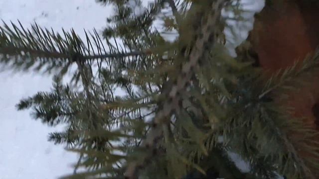 13 сутки полярной ночи на широте Мурманска