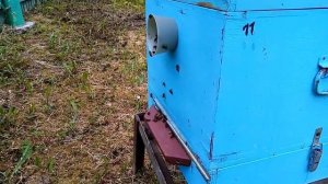 Пасека.Вывод маток,без переноса личинок..Простой метод,чтобы получить хороших маток.