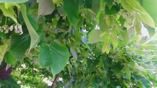 Город Как Будто Вымер//Отмываю Сгоревшую Кастрюлю смотреть онлайн