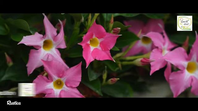 Préparer un massif sans entretien - Graines Voltz - Facil'Eté® Elu par Rustica смотреть онлайн