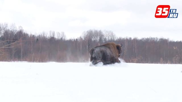 Вологодские зубры смотреть онлайн