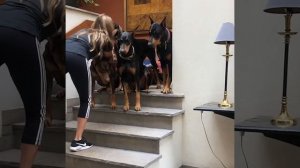 Как четыре добермана живут с одной хозяйкой?