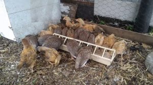 Растим цесарок вместе с цыплятами, чтобы отучить цесарок летать. А получили стаю чокнутых птиц ?