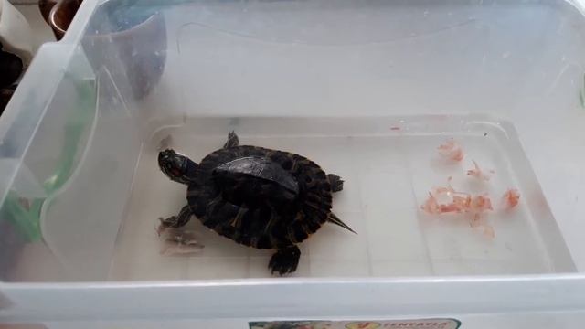 Кормление красноухой черепахи в отдельном контейнере смотреть онлайн
