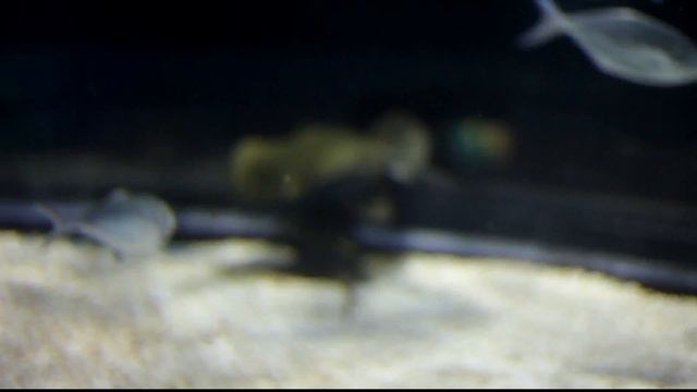 Океанариум в Барселоне смотреть онлайн