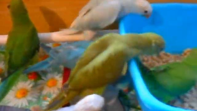Воронеж выкормыши Ожереловых попугаев смотреть онлайн