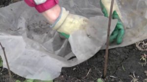 Подготовка и укрытие винограда на зиму в Кузбассе