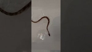 Королевский питон первый раз плавает