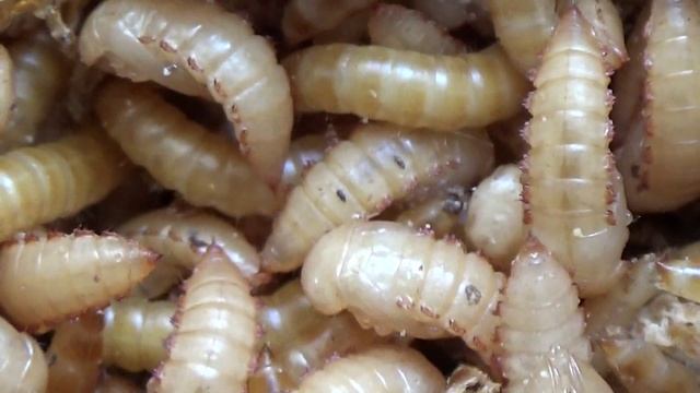 Чудеса! Личинки И Куколки Жука-Знахаря Ulomoides dermestoides,Coleoptera: Tenebrionidae