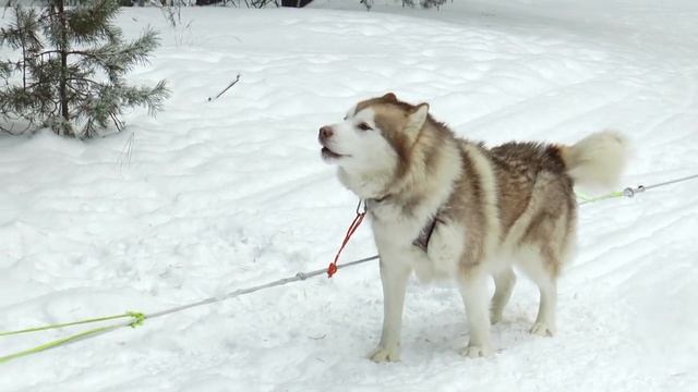 Дикий тур по Мещере смотреть онлайн