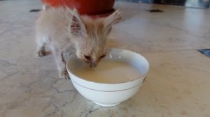 Спасаю ИСТОЩЕННОГО КОТЕНКА, КОТОРЫЙ БРОСИЛИ ХОЗЯЕВА НА УЛИЦЕ.