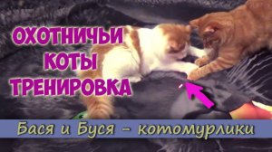 Коты на Охоте. Бася и Сёма Спортивные Коты.mp4