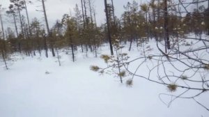 Удачная охота на лунках. Ток глухаря в начале февраля.