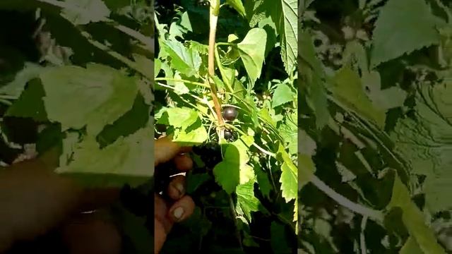 Сокровище Сорт черной смородины смотреть онлайн