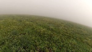 Охота с русским охотничьим спаниелем. Hunting with Russian Spaniel.