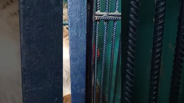 Умен и сообразителен??❤