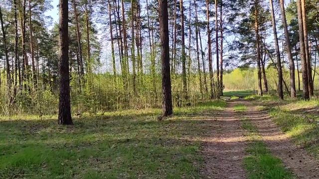 Лабрадор, Синдром "Холодный Хвост" смотреть онлайн