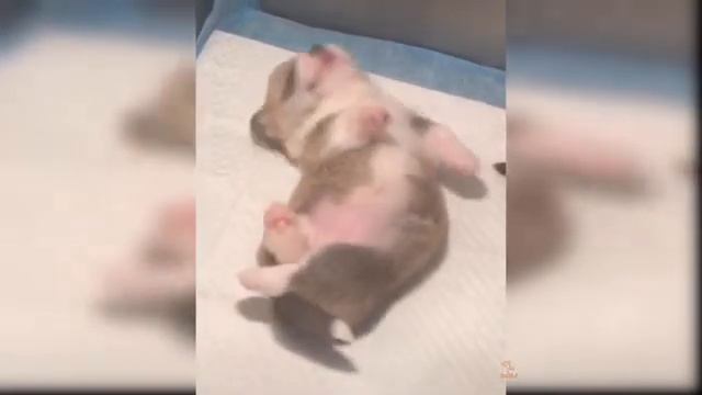 Collection of Cute Funny and Smart Pets №33 смотреть онлайн