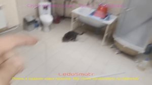 Сауна в подвале своими руками. Часть 1. Наполеоновские планы.