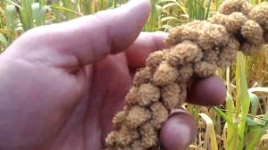 Сенегальское просо или белая чумиза.