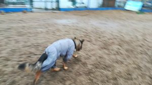 Немецкая овчарка в новом комбезе ) 
2023-12-17