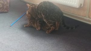 Вязка бенгальских котов.