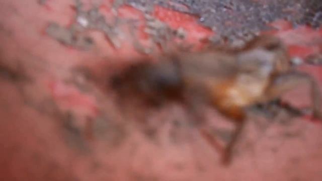 Неприятное создание. Поймали медведку. Медведка, капустянка, она же - вовчок. смотреть онлайн