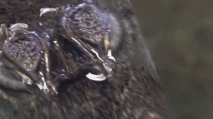 Крокодил рычит / The crocodile growls